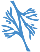 Vescular Services